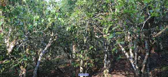 曼松贡茶是半阴山吗-曼松贡茶是半阴山吗