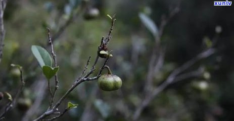 荒野红茶属于什么茶，探秘荒野红茶：它属于哪一类茶？