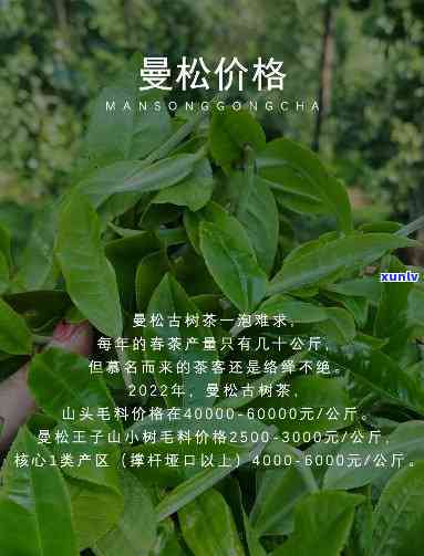 曼松贡茶是哪里产的-曼松贡茶是哪里产的茶