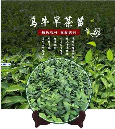 乌牛早茶红茶的功效：揭示其独特作用与好处