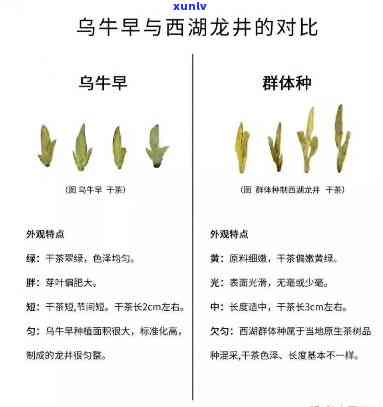 乌牛早是红茶还是绿茶，乌牛早：红茶or绿茶？一次深入了解茶叶的奇妙旅程