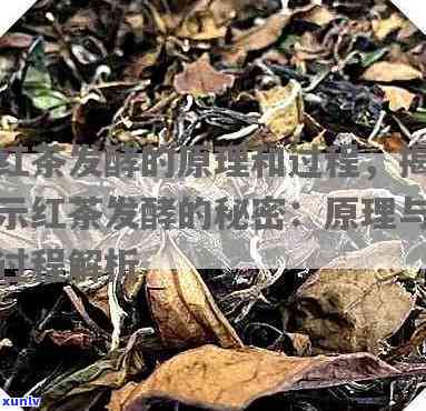 凤临茶厂：品质普洱茶的选择与品鉴，让您全面了解普洱茶的魅力与功效