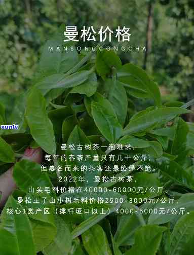 曼松贡茶的独特特点与口感全面解析