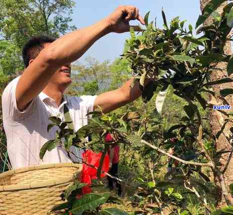 曼松茶多少钱一公斤啊，询问曼松茶价格：每公斤多少元？