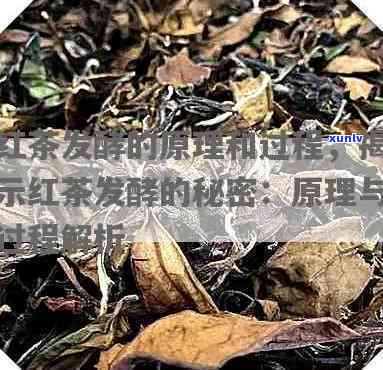 红茶发酵工艺的作用，深入解析：红茶发酵工艺的作用与影响