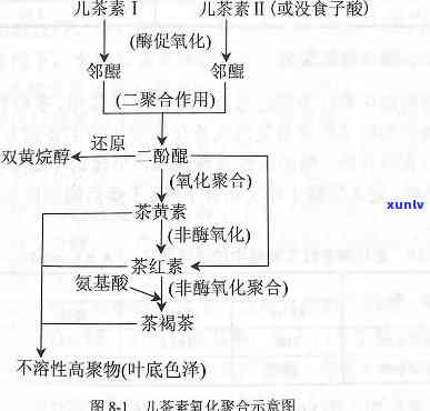 红茶加工过程中的酶-红茶加工过程中的酶是什么