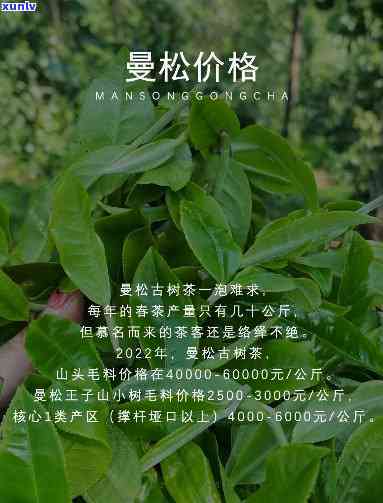 曼松贡茶什么好喝，探索茶叶世界：揭秘曼松贡茶哪个口感更佳？