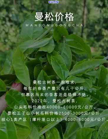 什么茶可以拼配曼松-什么茶可以拼配曼松茶