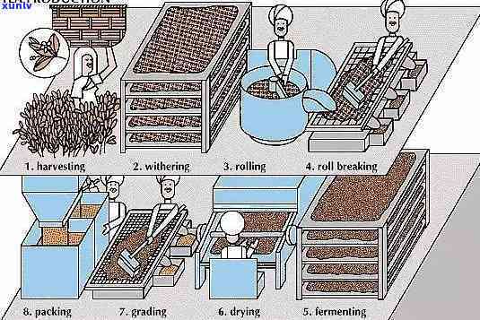 深入理解红茶的加工与 ***  *** 过程视频讲解