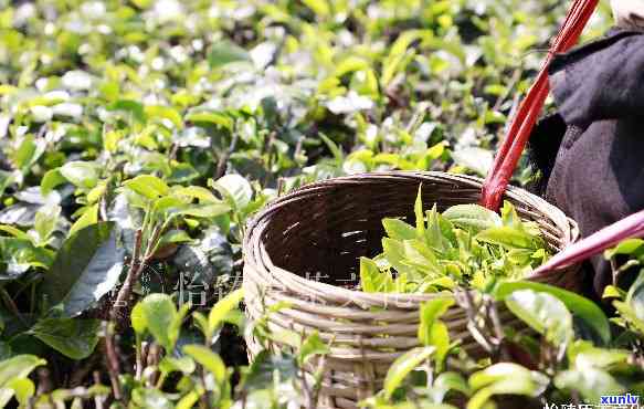 什么茶最香口感，探索茶叶世界：寻找最香口感的茶叶