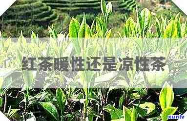 为什么红茶是暖性的茶，揭秘红茶为何被归为暖性茶的背后原因