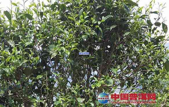 帕沙木茶特点：了解帕沙木圆茶与古树茶的区别