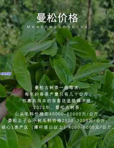 曼松贡茶的品种全揭秘：你所不知道的茶叶种类