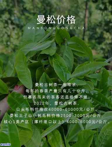 曼松贡茶的品种全揭秘：你所不知道的茶叶种类