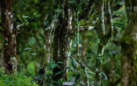 曼松贡茶的品种全揭秘：你所不知道的茶叶种类