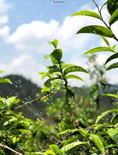 昔归是藤条茶：探索其叶种属性与详细介绍