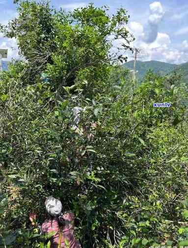 昔归忙麓山古树茶特点，探秘昔归忙麓山：古树茶的独特魅力与特点