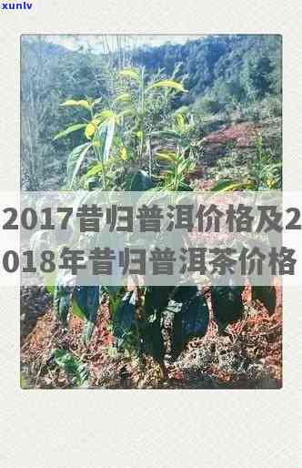 昔归古树2017年价格，探究昔归古树2017年的茶叶市场价格走势