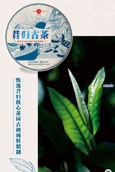 昔归古树普洱茶，品味历痕迹：探索昔归古树普洱茶的世界