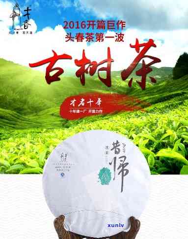 昔归古树春茶山头价-今年昔归古树茶春茶平均价格