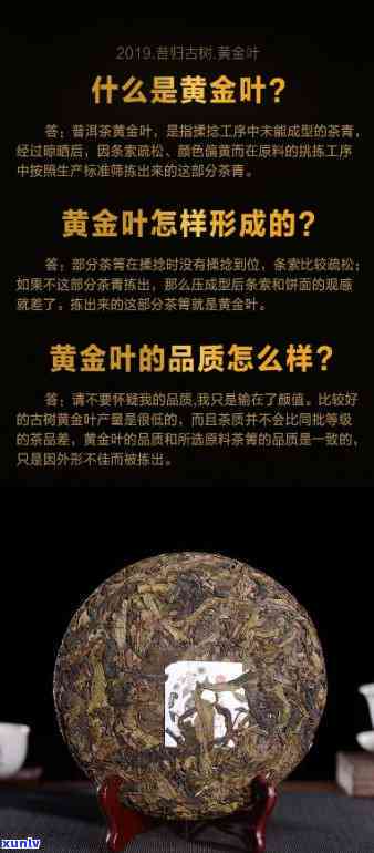 昔归黄金叶唯美图片-昔归黄金叶属于什么茶