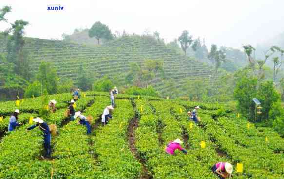 勐海顺兴茶厂，探索云南普洱茶文化：走进勐海顺兴茶厂