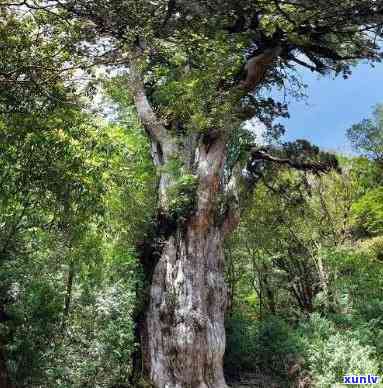 3200年古树，探寻千年古木：揭秘3200年的生命奇迹