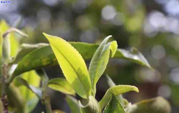 昔归茶产地哪个茶山，探寻昔归茶的源头：揭秘其产地茶山