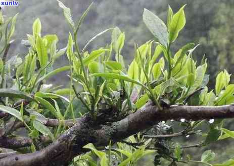 昔归古树茶产地在哪里，探寻昔归古树茶的产地之旅