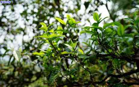 紫鹃茶是什么茶，解密珍稀茗茶：紫鹃茶的由来与特点