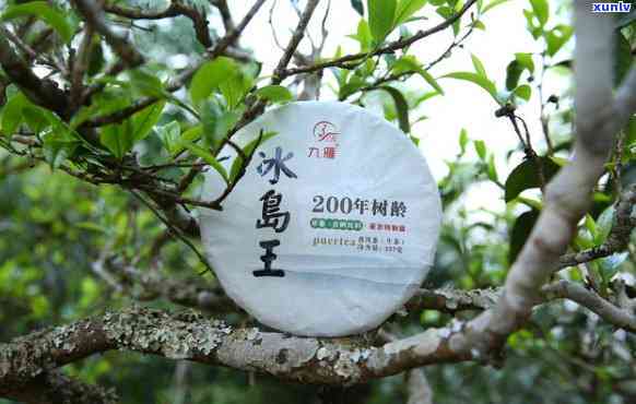 冰岛五寨是什么茶，探索神秘的冰岛五寨：一种独特的茶叶