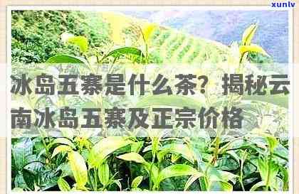 冰岛五寨茶价格全解析：最新排名与表一览