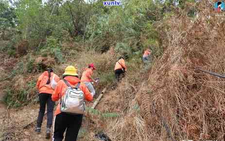 龙润百家茶357克生茶价格，【龙润百家】普洱茶 生茶 357g 特级 高山大树纯料 散装 新茶 纯原产地厂家直销批发