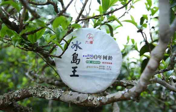 冰岛五寨普洱茶价格，了解冰岛五寨普洱茶的价格，品味古韵茗香