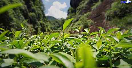 八马冰岛五寨茶树王-八马茶业 冰岛