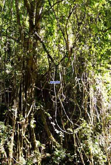 勐傣冰岛，《探秘云南勐傣冰岛：神秘的热带雨林和珍稀动植物》