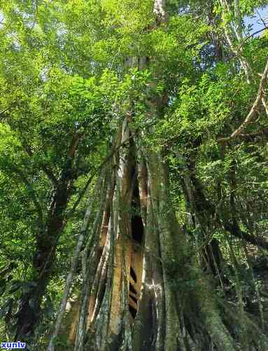 勐傣冰岛，《探秘云南勐傣冰岛：神秘的热带雨林和珍稀动植物》