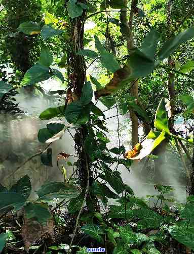 勐傣冰岛，《探秘云南勐傣冰岛：神秘的热带雨林和珍稀动植物》