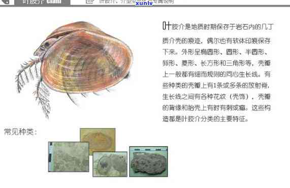 翡翠虫化石，罕见的翡翠虫化石：揭示古代生物的秘密