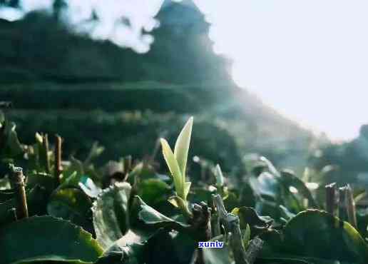 生态条件对茶叶品质的影响，生态环境：影响茶叶品质的关键因素