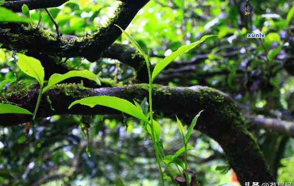 曼松普洱茶口感特点，探寻曼松普洱茶的独特口感特点