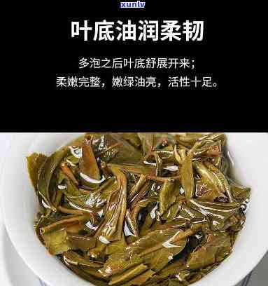 探索曼松王子山大树茶的独特口感特性