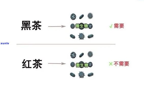 为什么有的红茶是黑色的？解析红茶颜色差异