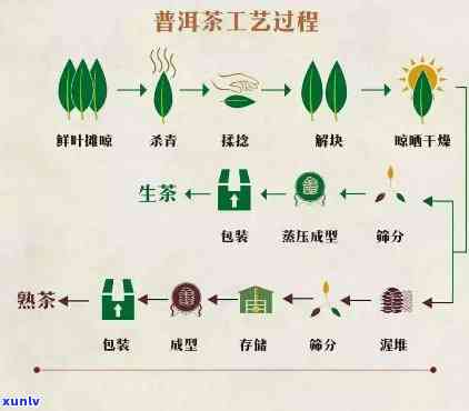 红茶典型工艺：详细流程解析