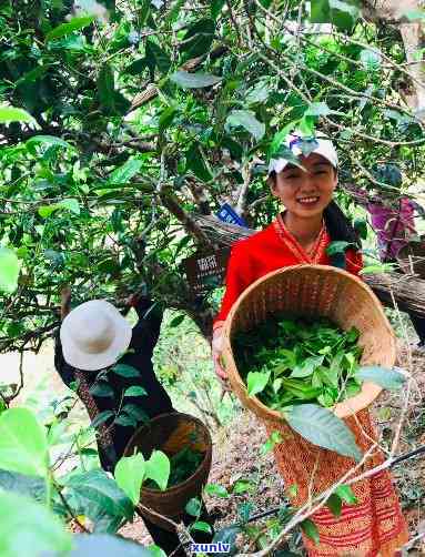 昔归澜沧江，寻味云南：探访昔归澜沧江的茶文化