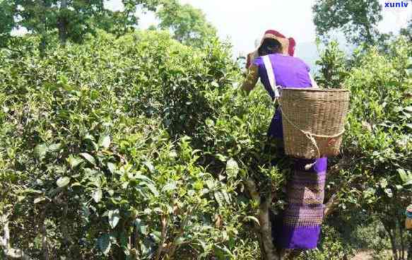 勐傣茶厂昔归：忙麓山印象与茶园生活