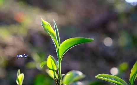 曼松茶的特点有哪些品种，探秘曼松茶：特点与品种解析