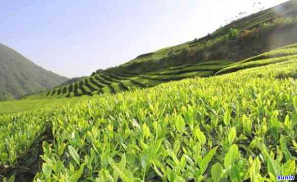 高地茶品质好的原因，揭秘高地茶优质品质的原因