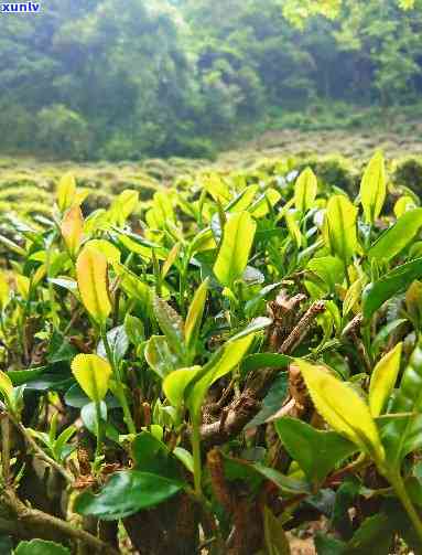 普洱熟茶一级与三级的区别：哪个更好？