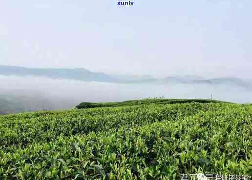 高山茶叶与低地茶叶的区别，海拔差异：高山茶叶与低地茶叶的显著区别